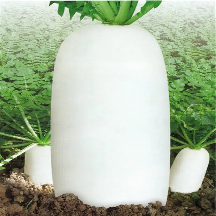 (拍2发3)白萝卜种子高产易种水果萝卜蔬菜种籽味甜多汁萝卜种孑