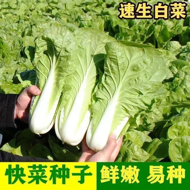 (拍2发3)四季快菜种子速生有机小白菜种籽春夏秋冬早熟蔬菜青菜孑