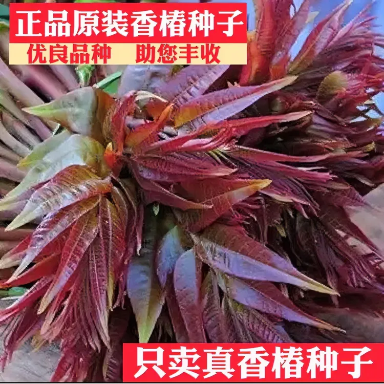 （拍2发3）香椿种子速生红油香椿种子红叶香春芽苗四季农家蔬菜种籽
