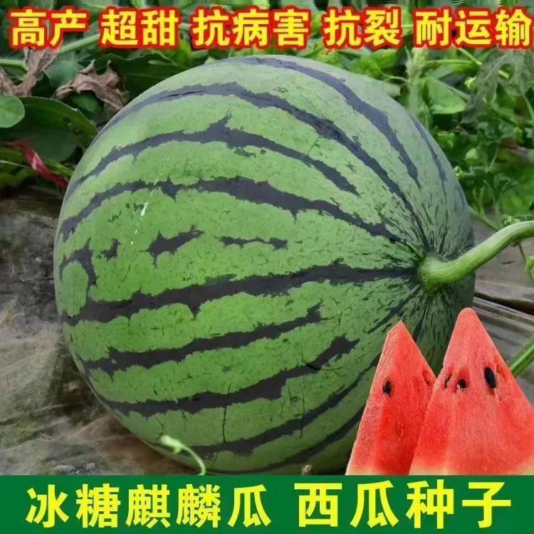 (拍2发3)8424麒麟懒汉西瓜种子美都四季蔬菜水果盆栽南方西瓜种籽