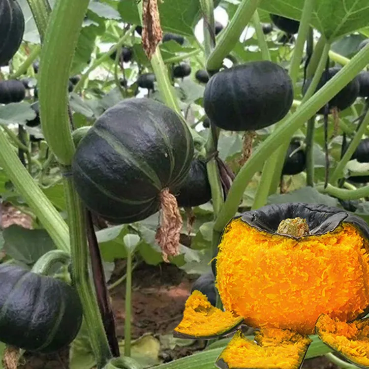 (拍2发3)贝贝南瓜种子高产香甜板栗南瓜春秋四季蔬菜苗小南瓜种籽