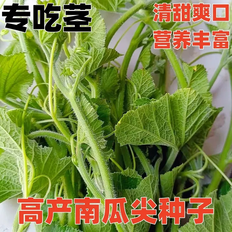(拍2发3)甜南瓜尖种子专吃茎椰南瓜藤南瓜菜籽四季盆栽蔬菜种孑