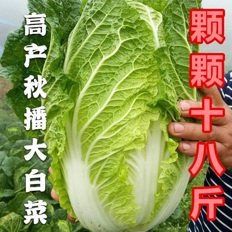 （拍2发3）颗颗十八斤大白菜种子高产耐寒抗病四季播种秋冬北方蔬菜