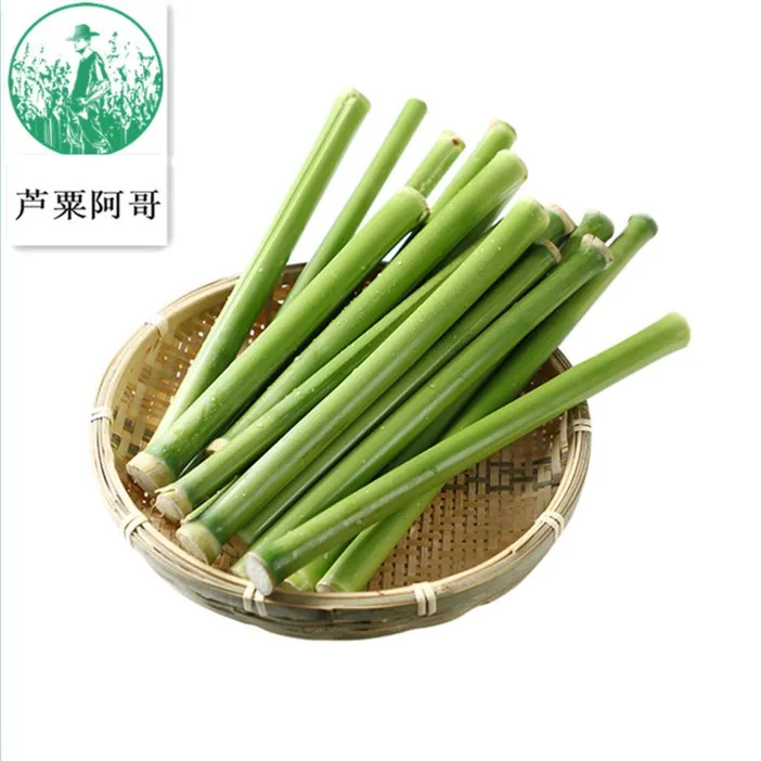 芦粟阿哥新鲜现砍甜芦粟芦稷甜杆甜高梁崇明特产顺丰包邮甘蔗