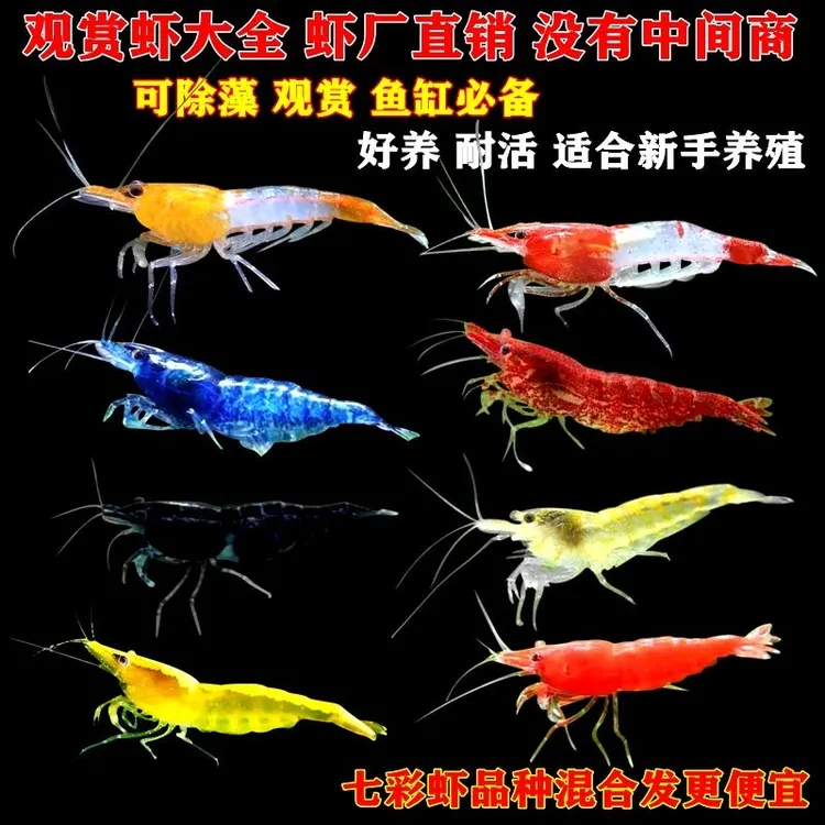 极火虾樱花虾黑壳虾新手冷水热带藻繁殖观赏虾清理鱼缸易养工具虾