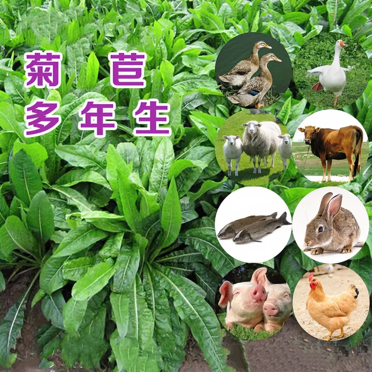 菊苣种子 多年生菊苣养殖 四季牧草 喂牛羊猪兔鸡鸭鹅鱼牧草耐寒