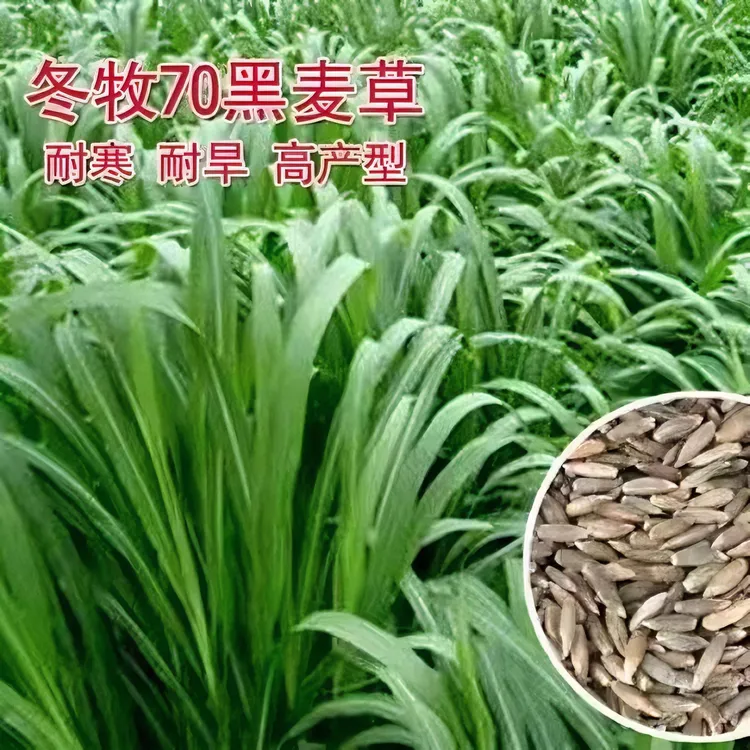 冬牧70黑麦草种子 耐寒高产牧草种子 四季 养殖猪牛羊鸡鸭鹅兔草