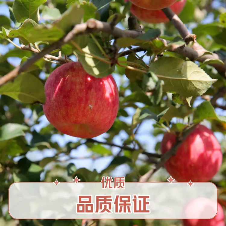 秦脆自然成熟新鲜脆甜多汁整原产地好吃发货秦脆苹果现摘重量