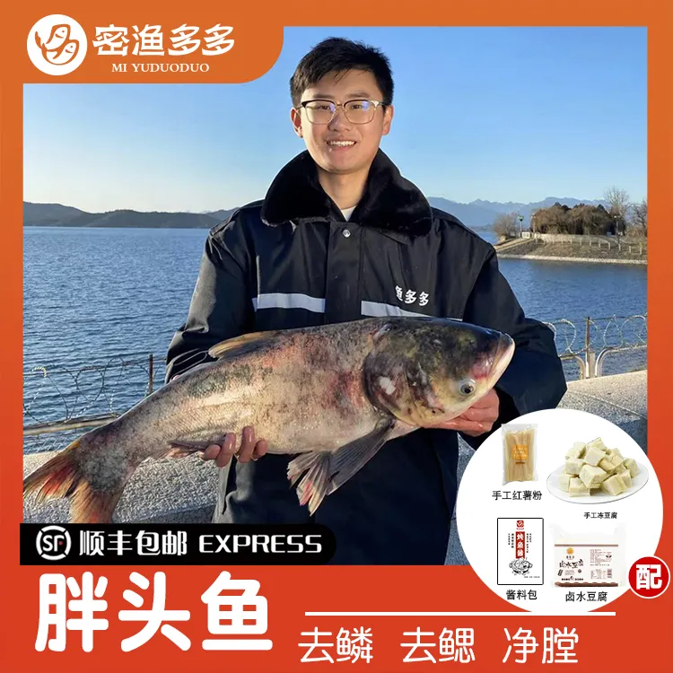 密渔多多/密渔多多密云特产花鲢胖头鱼5-16斤处理卤水豆腐酱料包