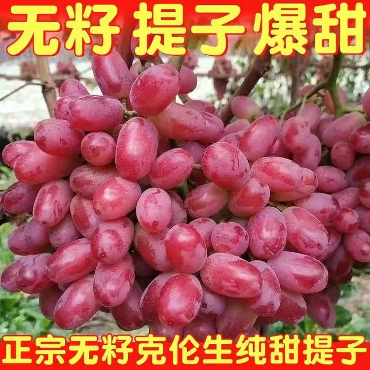【产地直达】新鲜克伦生无籽提子现摘现发红提葡萄当季水果无籽葡萄