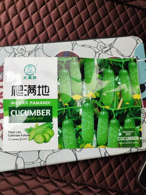 不搭架爬满地旱黄瓜种子（新老包装随机发货）