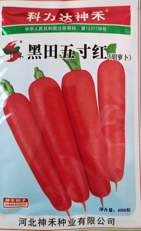 黑田五寸红胡萝卜种子