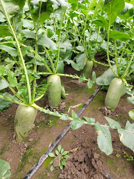 天星2号天津沙窝水果萝卜 青萝卜