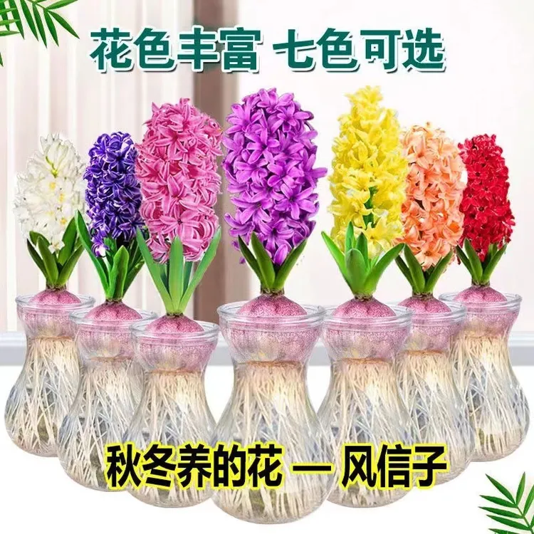 进口风信子种球水培套装室内外阳台桌面秋冬水养花卉盆栽植物好养