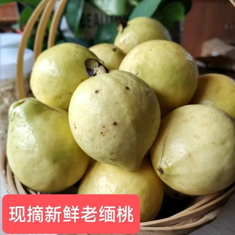 浓香扑鼻云南白心老品种花皮番石榴软糥香甜当季新鲜水果现摘现发