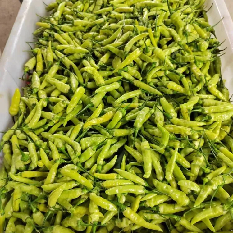 云南小米辣新鲜野山椒朝天椒皱皮辣椒指天椒泡椒溥皮小米辣白米辣