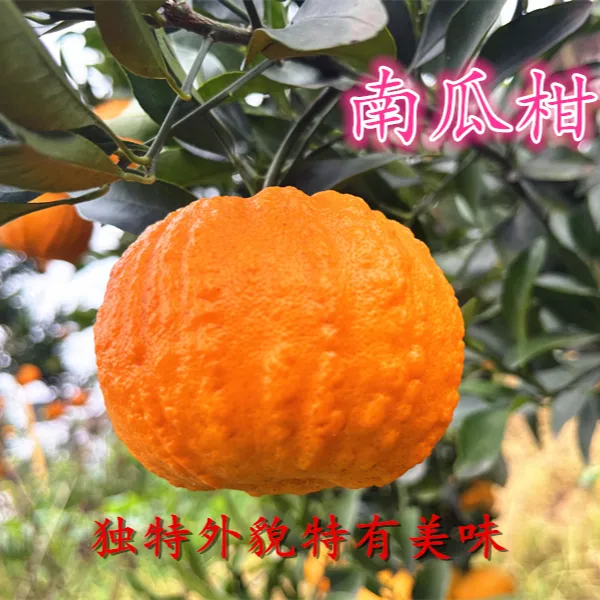 井橙四川佳品水果南瓜柑灯笼柑鲜果佳品柑橘中的爱马仕发财日常