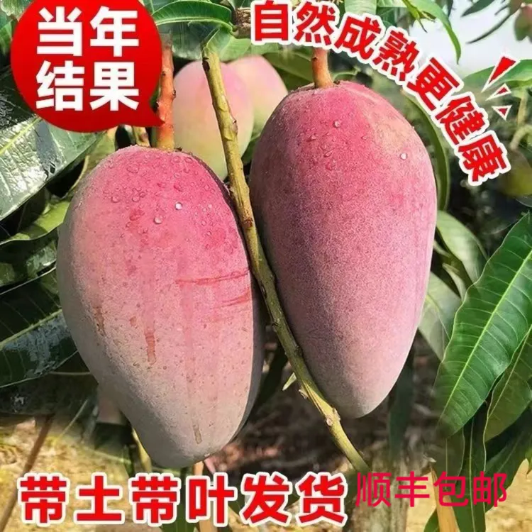 芒果嫁接苗金煌贵妃台农桂七嫁接苗盆栽地栽带土带叶金煌芒树苗