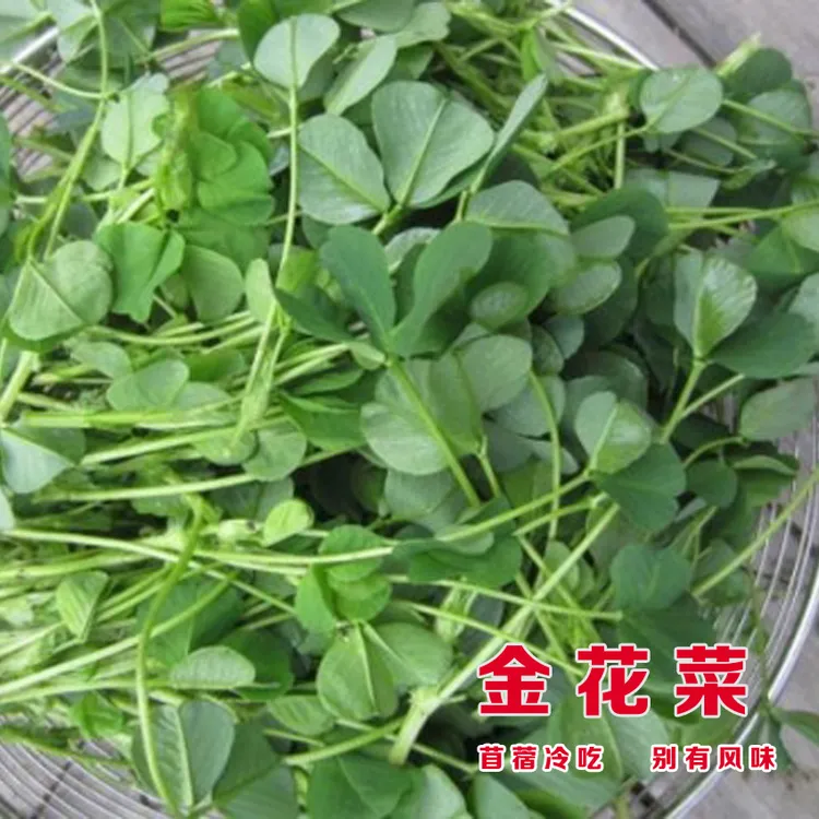 黄花草头种籽大叶草头种孑四季苜蓿金花菜草头种子