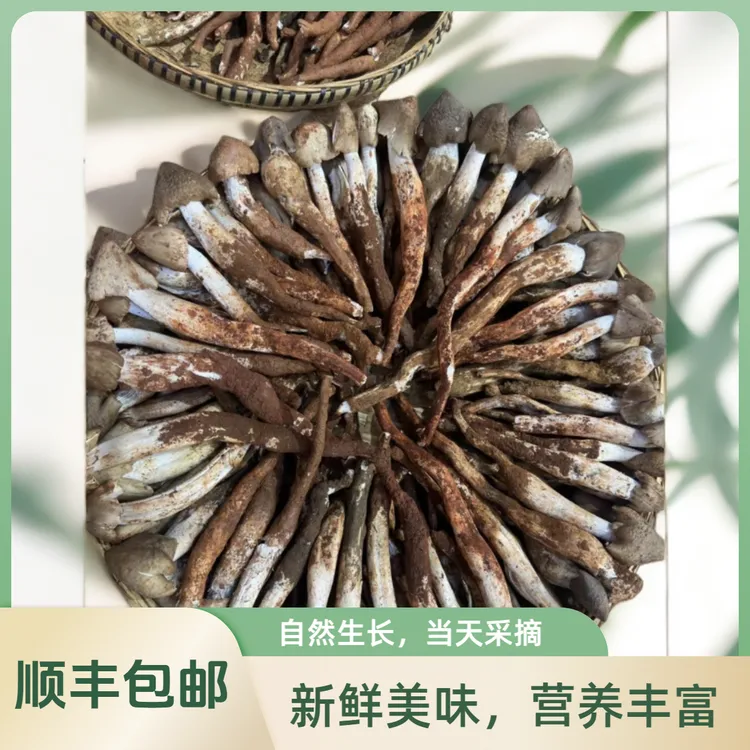 来自云南深山精选黑皮鸡枞-黑皮火把鸡枞 脆甜味鲜  刺身炖汤火锅