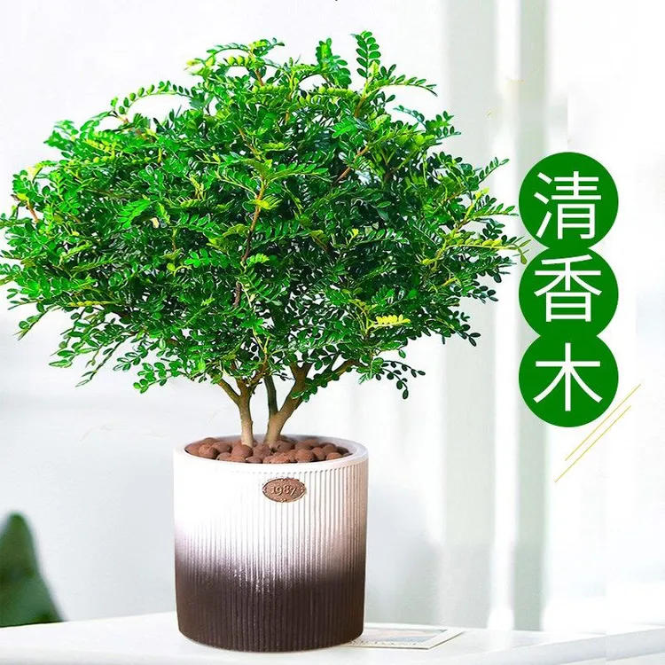 【清香木】卧室胡椒木盆栽室内外办公室盆栽绿植家用盆景绿植花卉