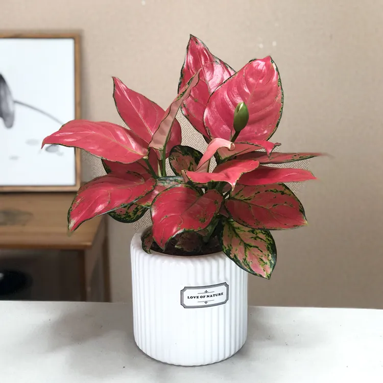 如意皇后大棵吉利红盆栽办公室内吸甲醛小绿植水培植物好养易成活