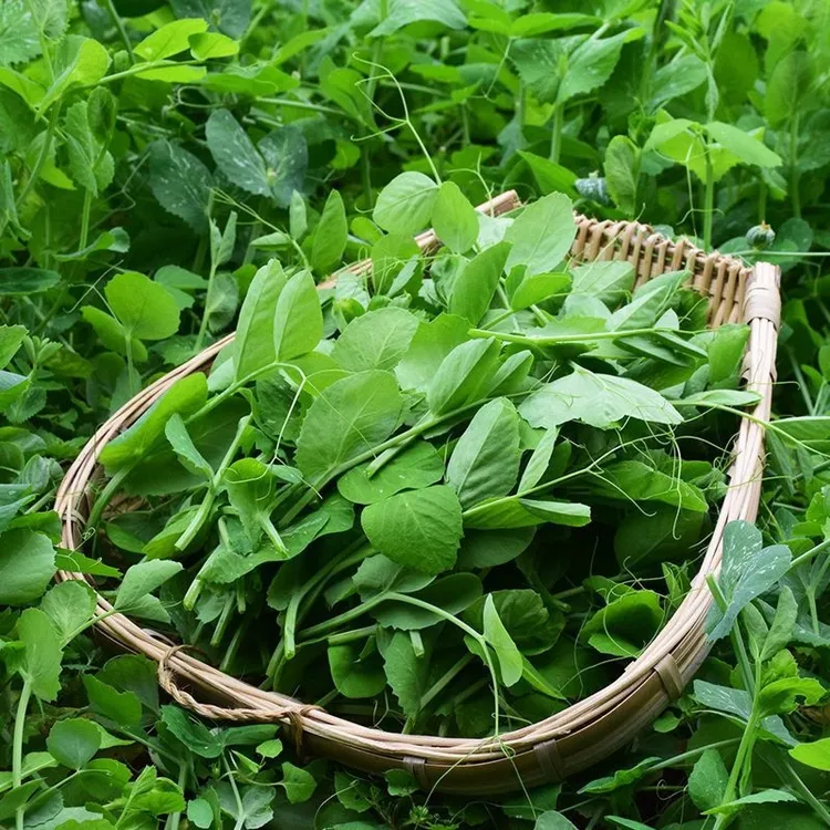 豌豆尖豌豆苗豌豆苗籽 四季蔬菜种子春季简单易种豌豆苗种子好吃