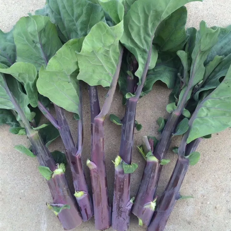 红芥兰种子养生菜种籽四季盆栽春夏秋冬季蔬菜种四季好吃蔬菜种子