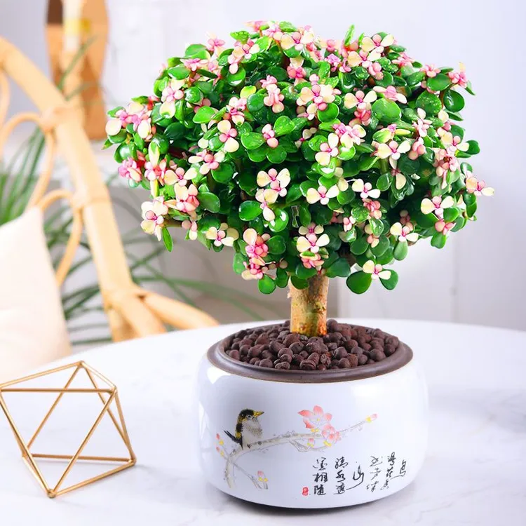【金枝玉叶】老桩盆栽绿植花卉多肉水培盆景客厅阳台观叶四季青植物