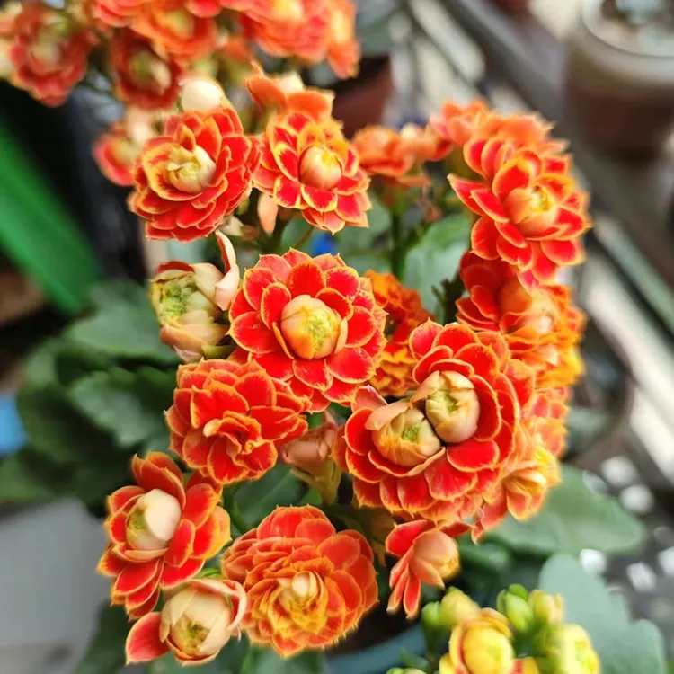 【长寿花盆栽】重瓣新品种带花苞室内大花苗花期长阳台庭院开花绿植