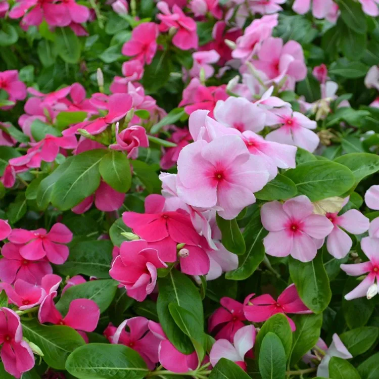 四季长春播种开花長偆花种子花种籽耐旱盆栽阳台庭院种孑种植简单