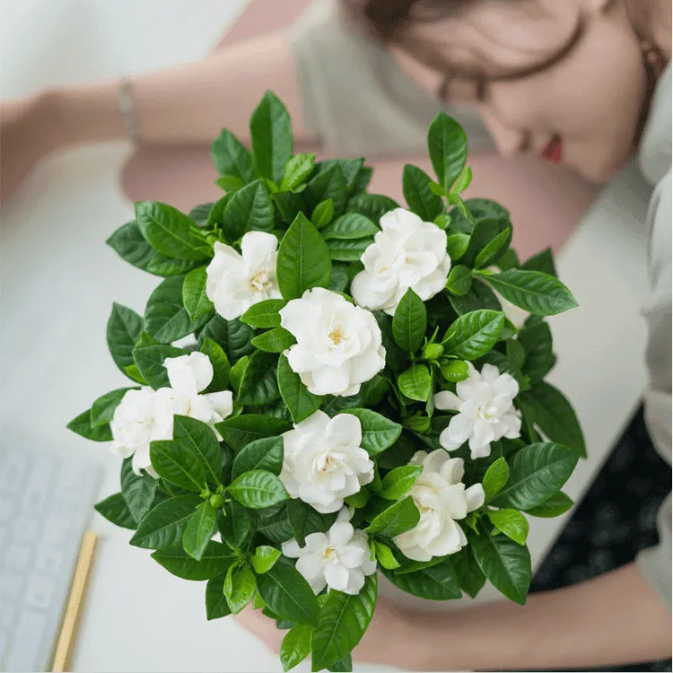 （栀子花盆栽）浓香型室内植物花卉开花好养净化空气绿植