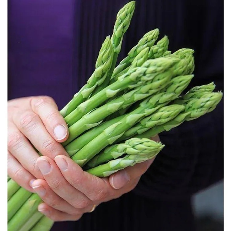 绿芦笋种子种籽四季种植高产盆栽蔬菜种苗孑简单易种绿色蔬菜种子