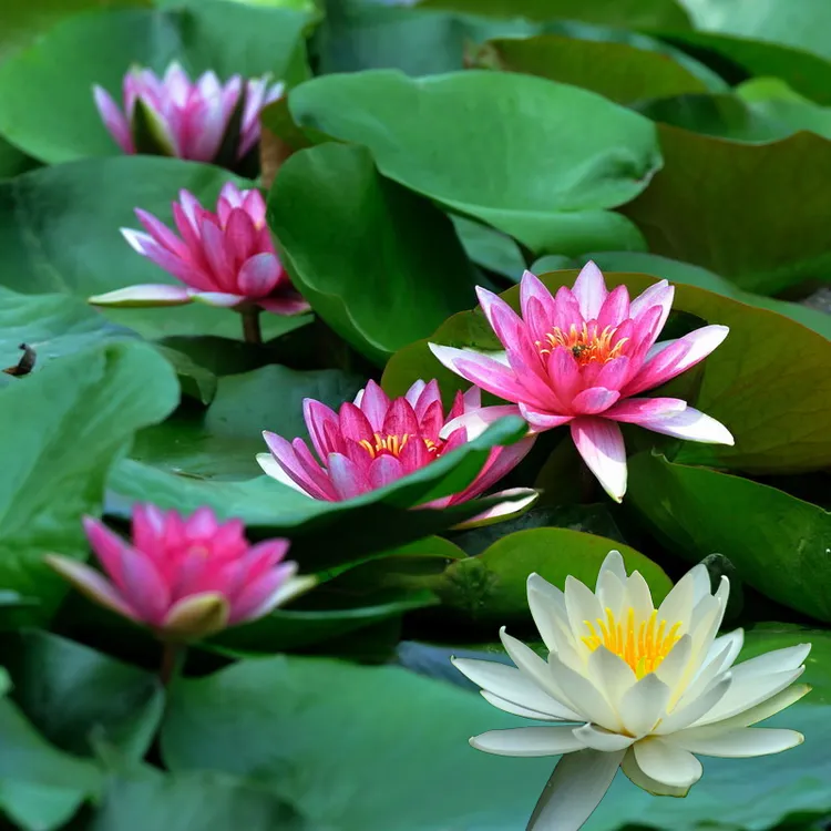 睡莲苗池塘水池迷你荷花苗睡莲根块水培植物盆栽鱼池户外花卉种子