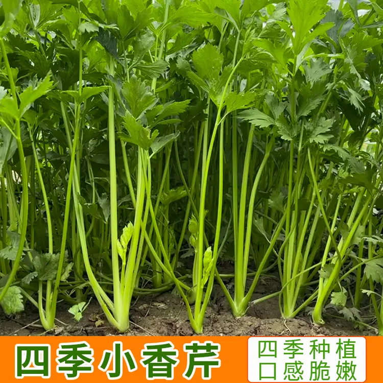 小芹菜种子四季小香芹种子阳台小院花盆适用秋冬易种蔬菜种子优质