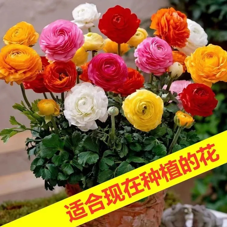 花毛茛种球洋牡丹盆栽重瓣带芽铃兰种球根室内外阳台四季开鲜花卉