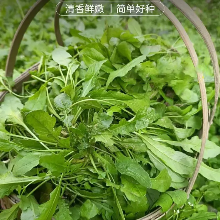 【荠菜种子】荠菜阳台菜园花盆可种荠菜种子清香新鲜蔬菜四季鲜嫩