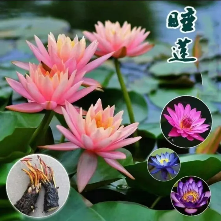睡莲苗池塘水池迷你荷花苗睡莲根块水培植物盆栽鱼池户外花卉种子