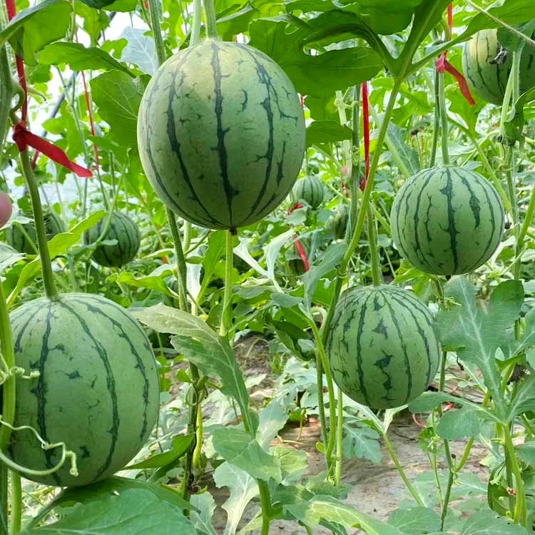盆栽小西瓜种子红玉西瓜种籽麒麟西瓜阳台庭院均可种植绿皮红壤
