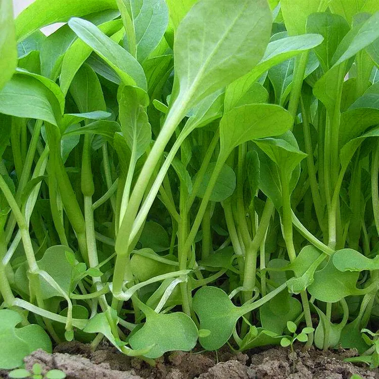 鸡毛菜种子种籽四季小白菜青菜油菜阳台盆栽蔬菜蔬莱种子简单易种