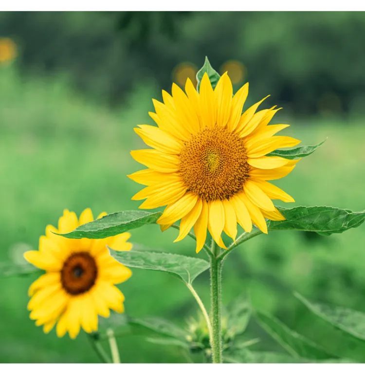 【矮生向日葵】种孑四季播种开花室内花种子籽室外盆栽苗花卉植物