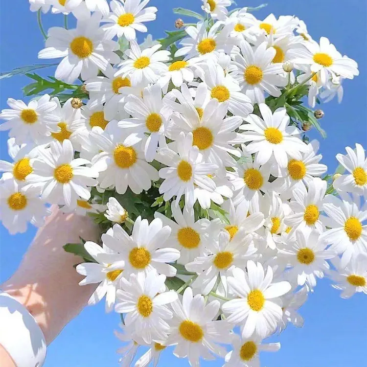 洋甘菊种子四季播种开花易活花卉盆栽庭院小雏菊小花观赏花卉种籽