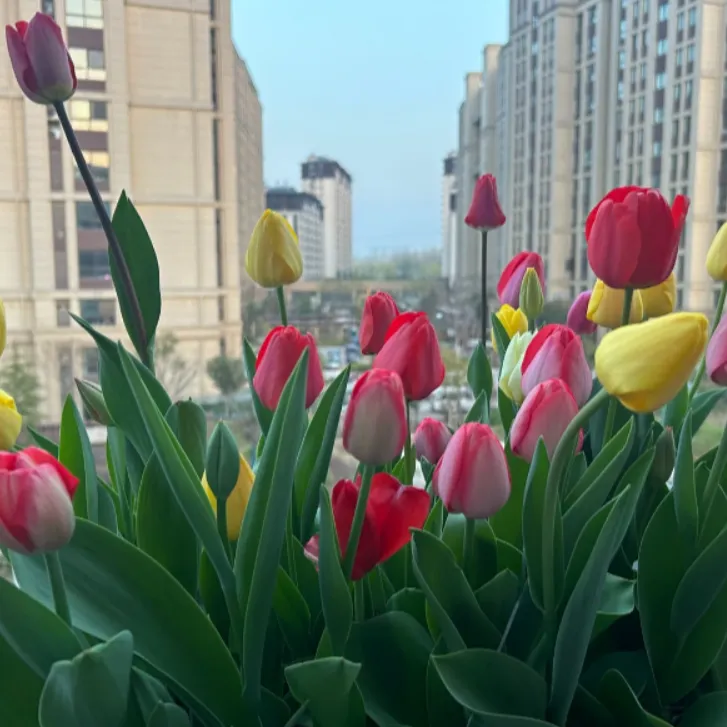 郁金香种球重瓣耐寒水培花卉盆栽植物花室内外花卉种球