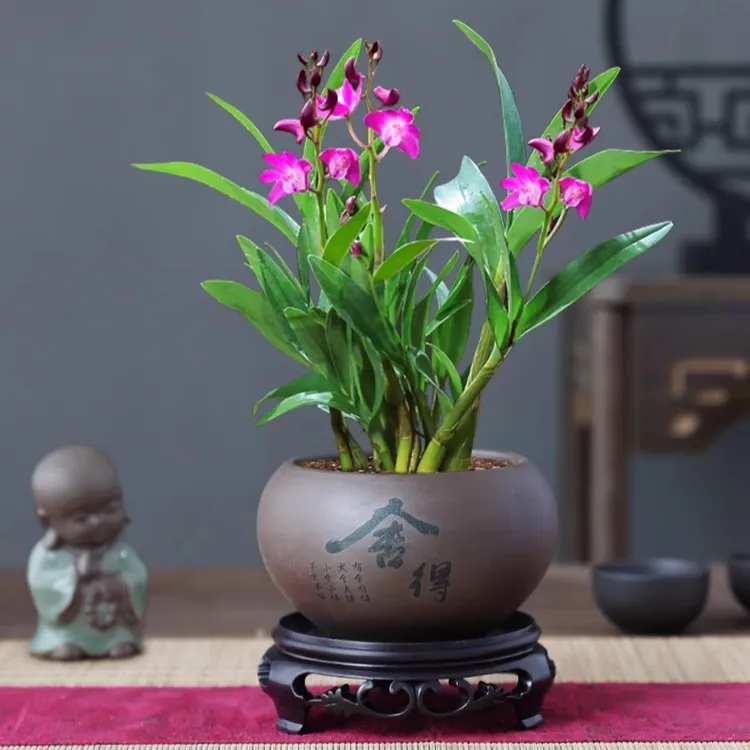 【七彩香水石斛】兰花四季开好养绿植浓香型石斛花卉懒人水培盆栽