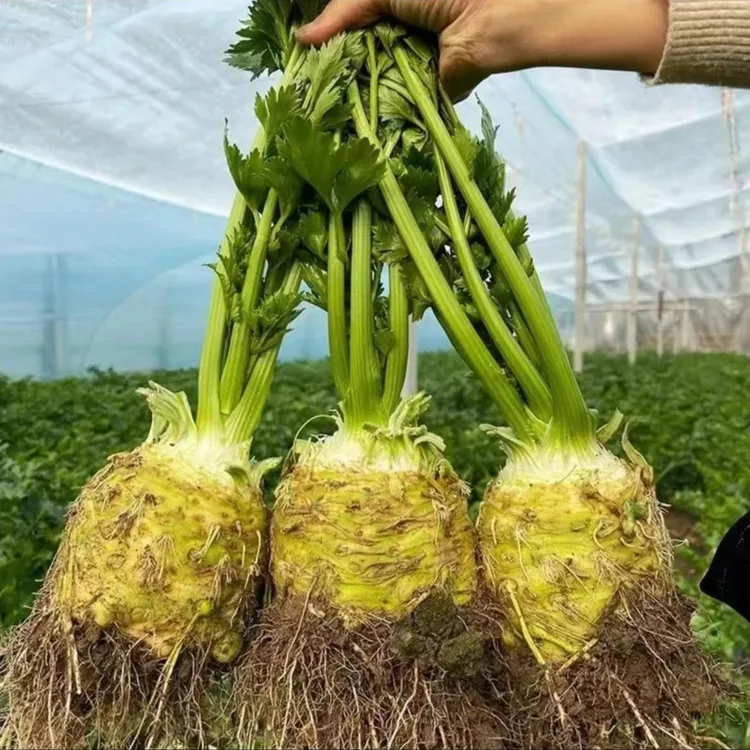 根芹种籽苗子秧芹菜块芹芹菜根根洋芹球根塘蒿种四季播蔬菜种子孑
