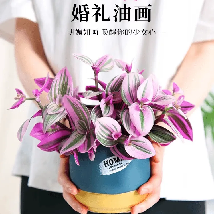 【大盆】油画吊兰盆栽婚礼粉紫兰客厅阳台室内办公桌多肉植物好养