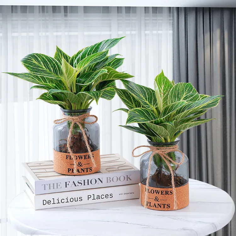 水培铂金钻室内好养绿植四季常青金钻客厅净化空气轻奢盆栽吸甲醛