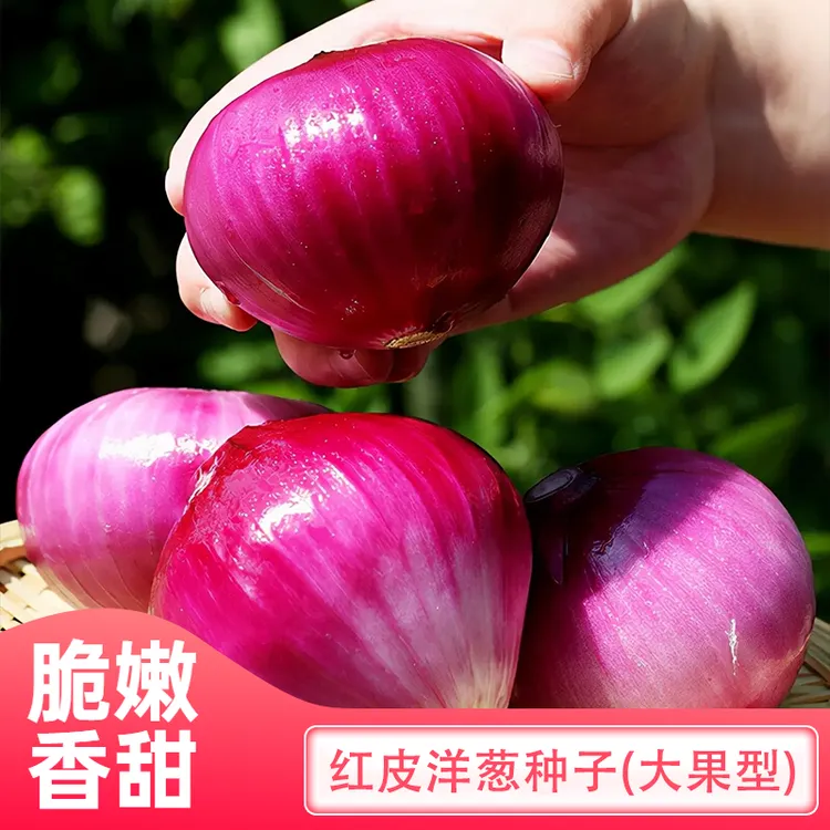 红皮洋葱种子甜辣味红皮洋葱四季盆栽洋葱圆葱扁圆洋葱蔬菜种籽子