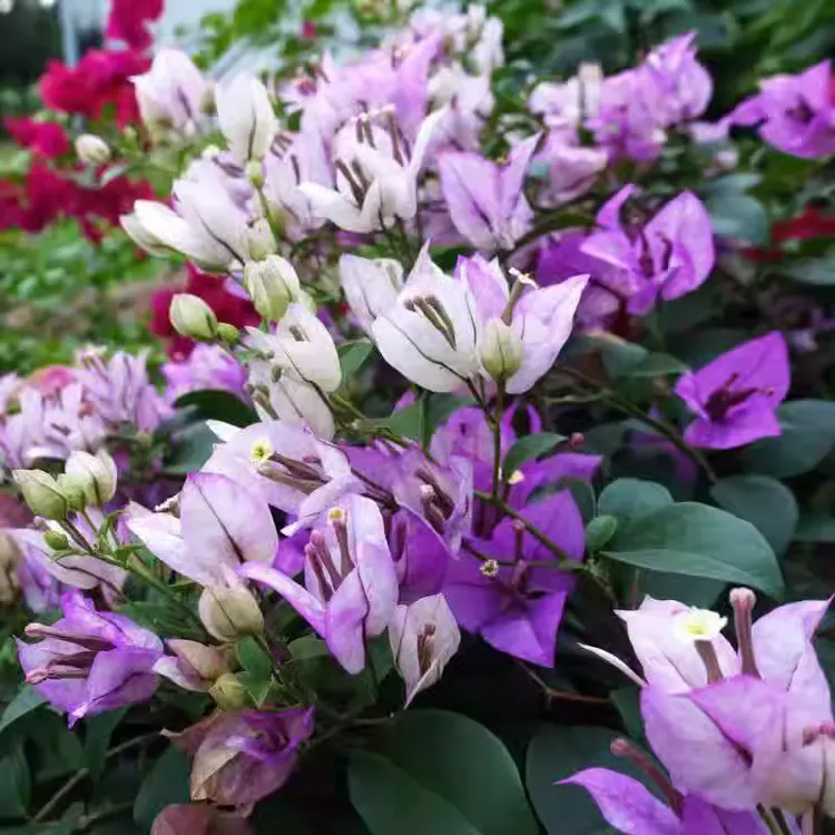 （绿叶雪紫)三角梅小苗袋苗四季开花好成活好养活勤花品种福利款