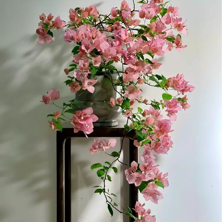 （澄粉公主）小苗袋苗三角梅四季开花勤花品种好养活福利款
